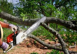 Best Fruit Tree Pruning  in Lawson, MO