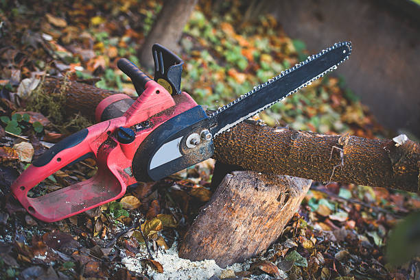 Best Storm Damage Tree Cleanup  in Lawson, MO